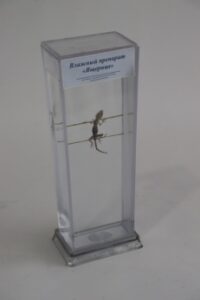 Влажный препарат «Ящерица»