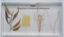 Влажный препарат «Водоросль Феофита, Хлорофита Родофита» (в пластиком блоке)