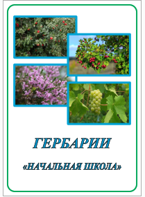 Коллекции и гербарии
