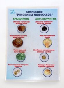 Коллекция «Раковины моллюсков»