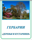 Гербарий «Деревья и кустарники»
