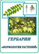 Гербарий «Морфология растений».