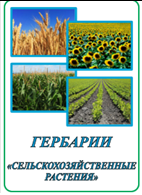 Гербарий «Сельскохозяйственные растения