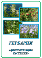 Гербарий «Дикорастущие растения».