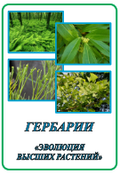 Гербарий «Эволюция высших растений».