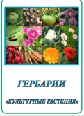 Гербарий «Культурные растения».