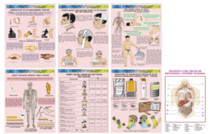Плакат с изображением внутренних органов человека